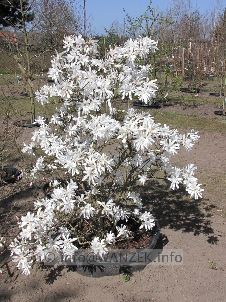 Magnolia stellata Royal Star 02.JPG
